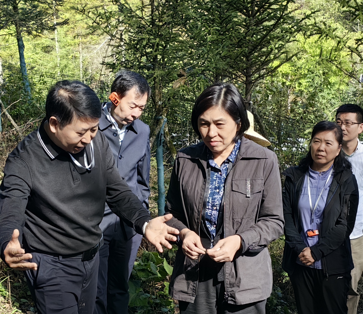 楊玉華在天麻種植基地查看天麻長勢情況.jpg 楊玉華在天麻種植基地查看天麻長勢情況.jpg