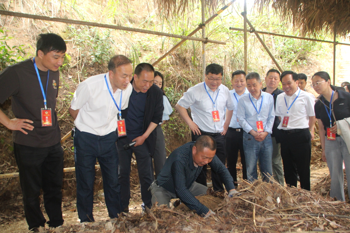 在九資河鎮(zhèn)實(shí)地考察天麻代料栽培技術(shù).jpg